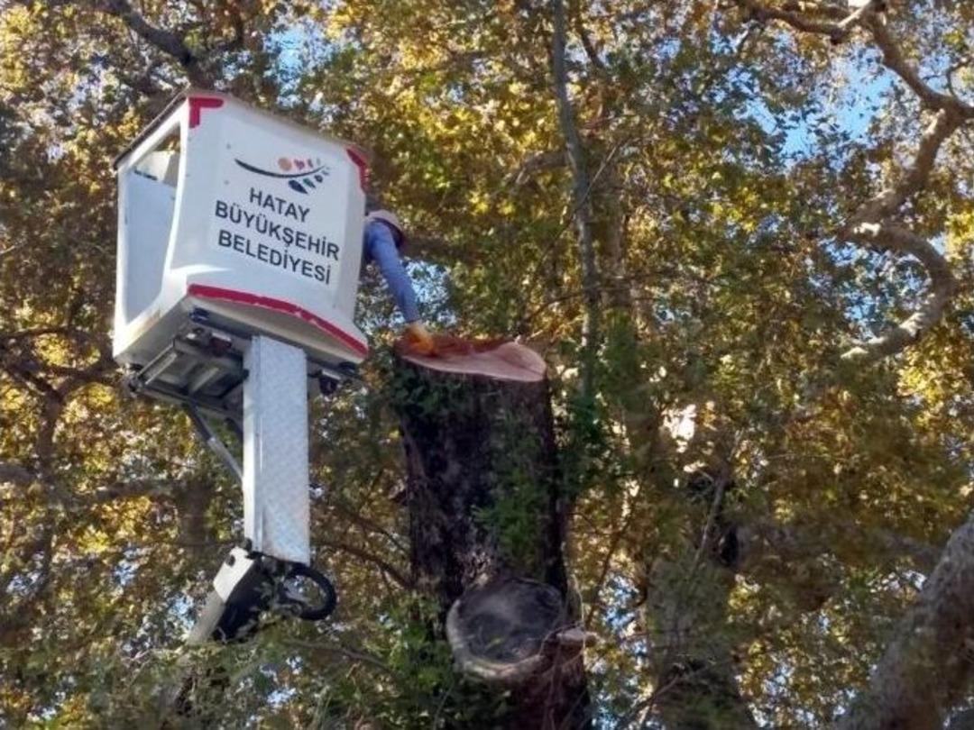 3 Bin Yıllık "musa Ağacı"na Bakım