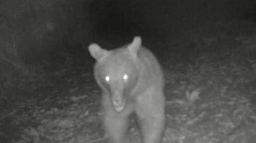 Sinop'ta Fotokapan Ayı G&ouml;r&uuml;nt&uuml;ledi