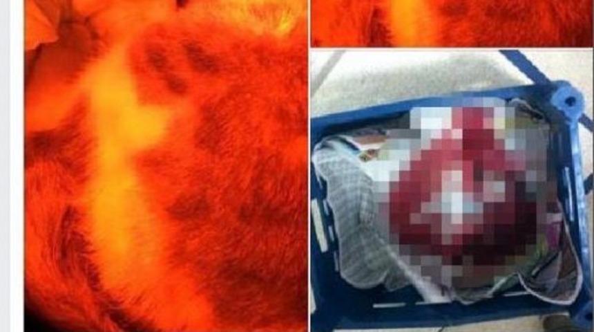 Sokak Kedisine Tecav&uuml;z