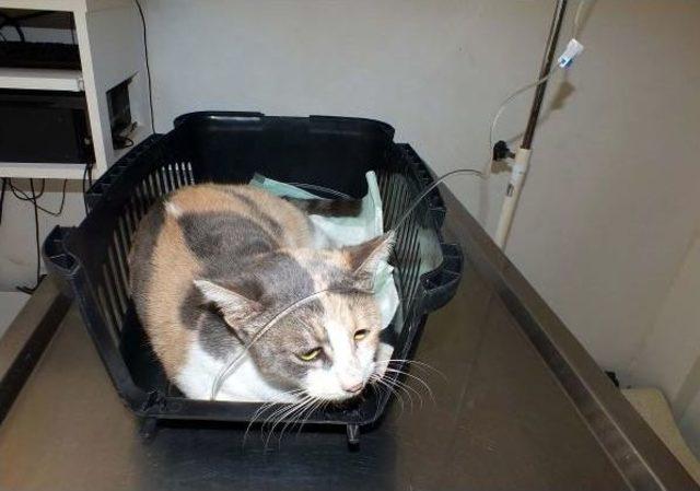 Sokak Kedisine Tecav&uuml;z 1