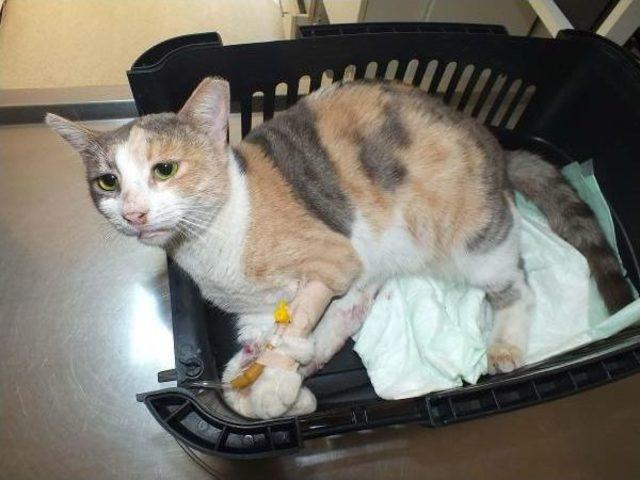 Sokak Kedisine Tecav&uuml;z 2