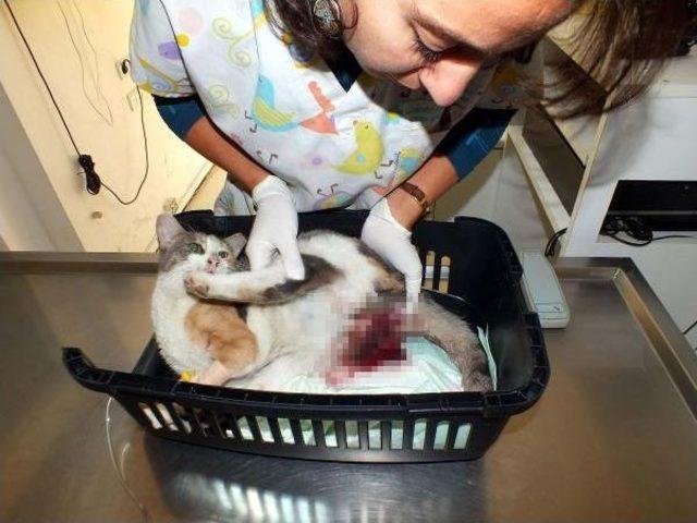 Sokak Kedisine Tecav&uuml;z 3