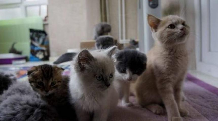 G&uuml;mr&uuml;kten Satışa Sunulan Kedi Ve K&ouml;peklere Alıcı &Ccedil;ıkmadı