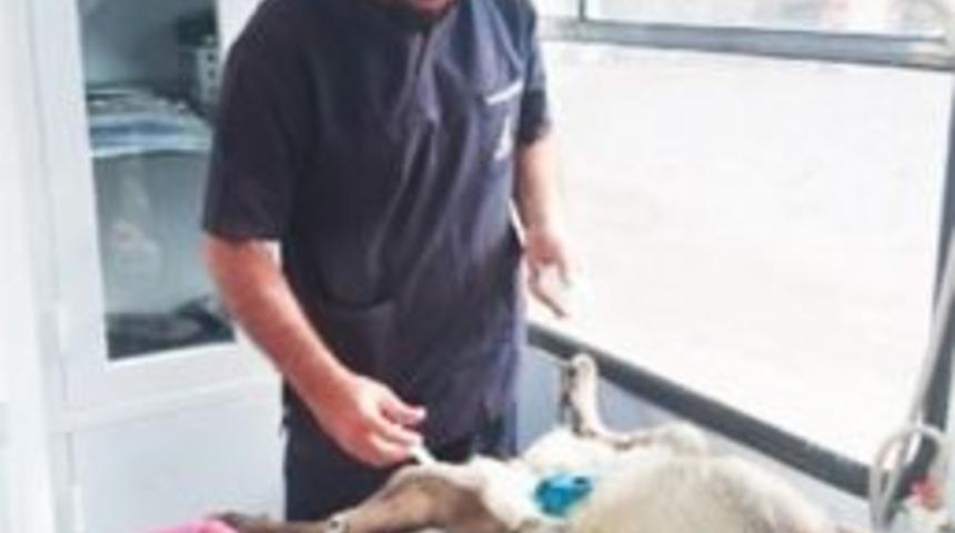 Ağlı&rsquo;da Sokak Hayvanları Kısırlaştırılıyor