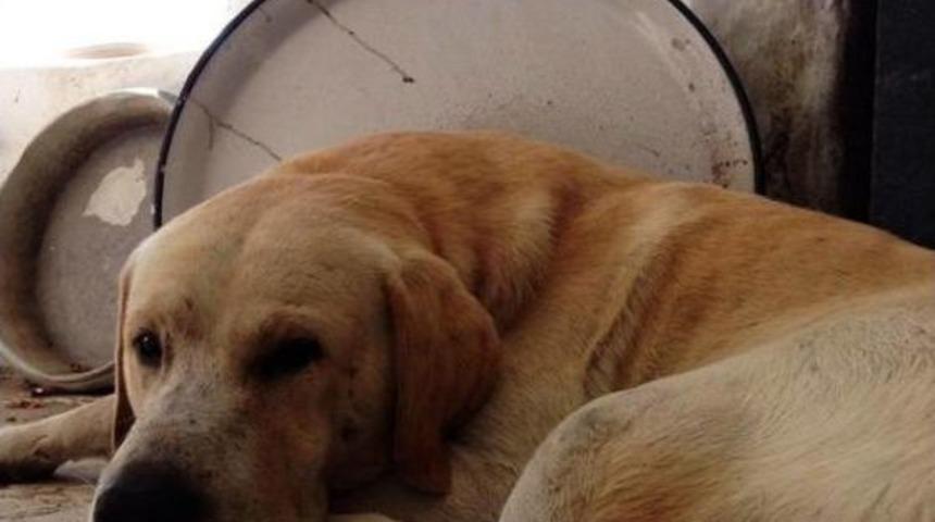 Bodrum'da Zehirlenen K&ouml;pek Ve Kediler Telef Oldu