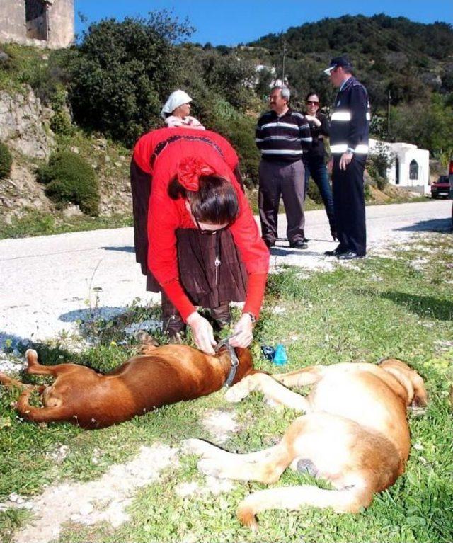 Bodrum'da Zehirlenen Köpek Ve Kediler Telef Oldu