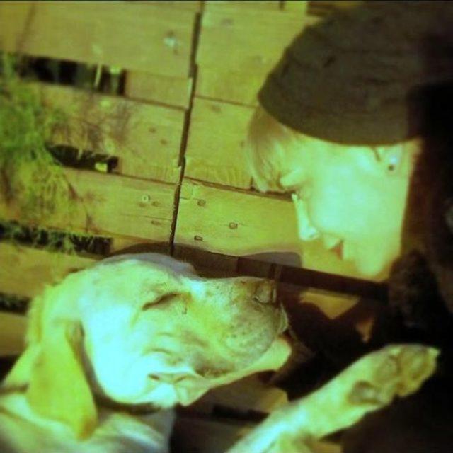 Bodrum'da Zehirlenen Köpek Ve Kediler Telef Oldu