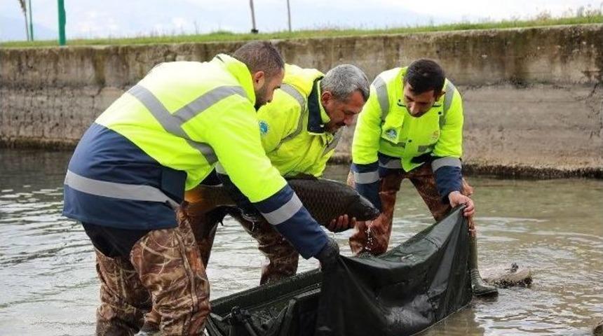 10 Kiloluk Sazanlar Sapanca G&ouml;l&uuml;&rsquo;n&uuml;n Doğal G&uuml;zelliğini Koruyacak