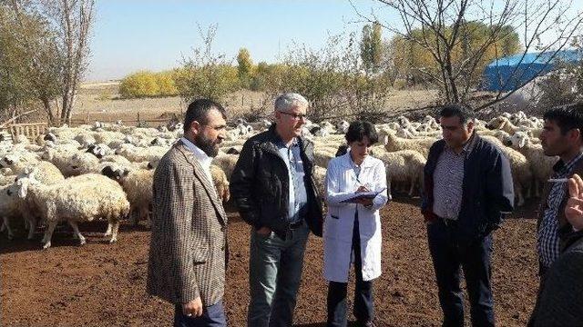 Malatya Hayvancılıkta Söz Sahibi Olmayı Hedefliyor