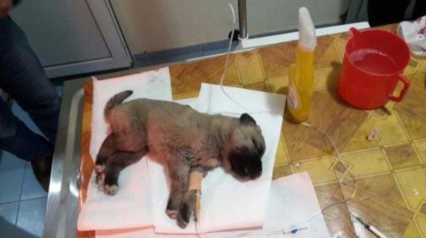 Yavru K&ouml;pek &Ccedil;&ouml;p Arabasında Veterinere G&ouml;t&uuml;r&uuml;ld&uuml;