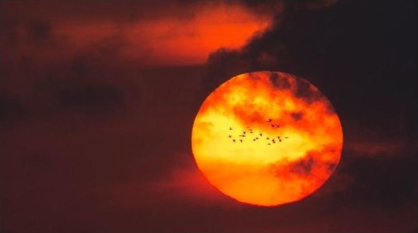 G&ouml;rd&uuml;ğ&uuml;n&uuml;z Papağanları İhbar Edin...(&ouml;zel Haber)