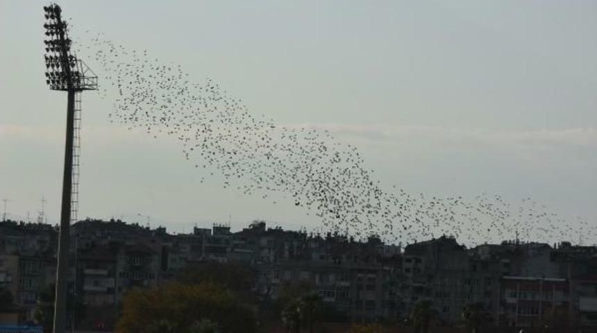 İzmir'de Sığırcık G&ouml;sterisi