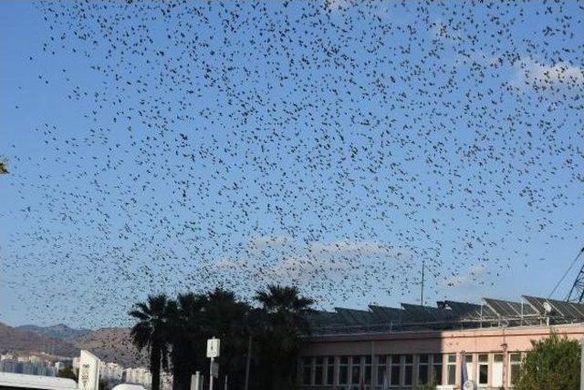 İzmir'de Sığırcık Gösterisi