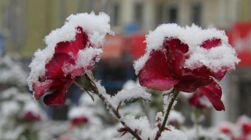 Nevşehir'deki &Ccedil;i&ccedil;ekler Kar Altında