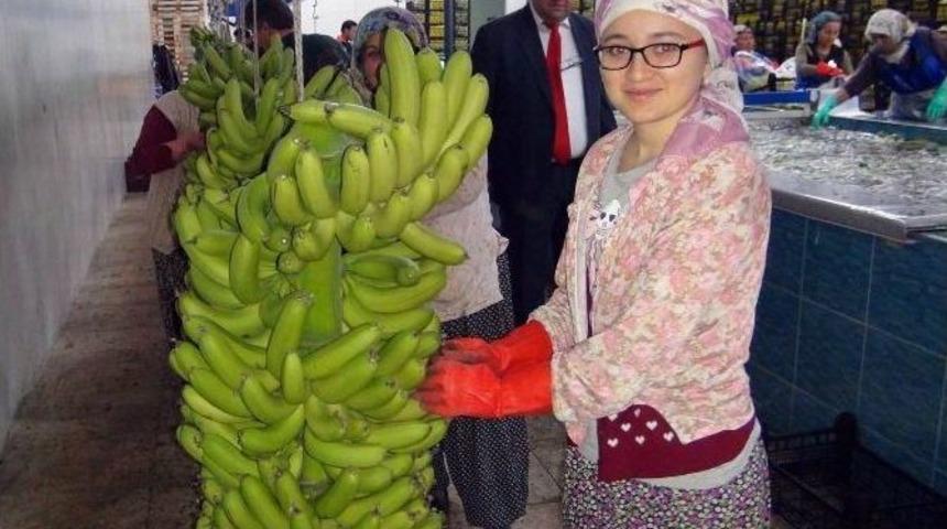 (&ouml;zel Haber) Silifke&rsquo;de Domatesin Ve &Ccedil;ileğin Yerinde Muz Seraları Y&uuml;kseliyor