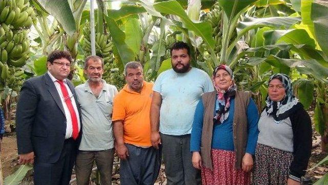 (özel Haber) Silifke’de Domatesin Ve Çileğin Yerinde Muz Seraları Yükseliyor