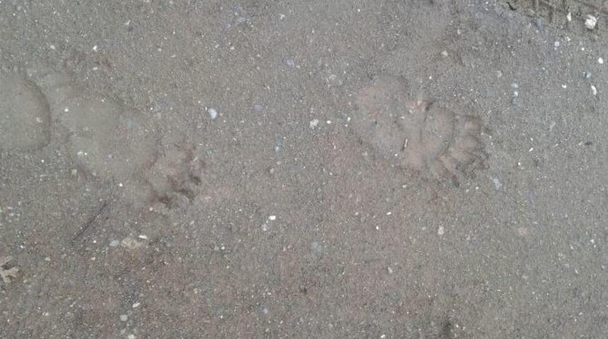 Kazdağlarında Dev Ayı İzi