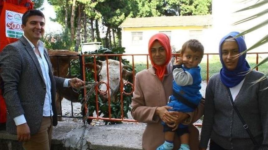 D&ouml;rtyol&rsquo;da Gen&ccedil; &Ccedil;ift&ccedil;ilere Damızlık D&uuml;ve Desteği