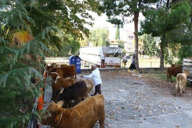 Dörtyol’da Genç Çiftçilere Damızlık Düve Desteği