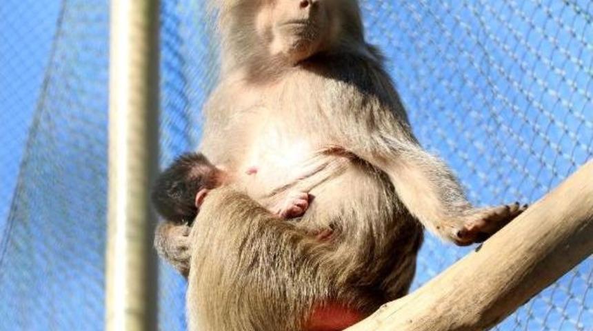 Hayvanat Bah&ccedil;esinde Kış Hazırlığı