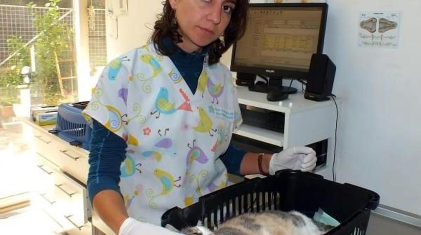 Tecav&uuml;z Edilen Kedi Kurtarılamadı