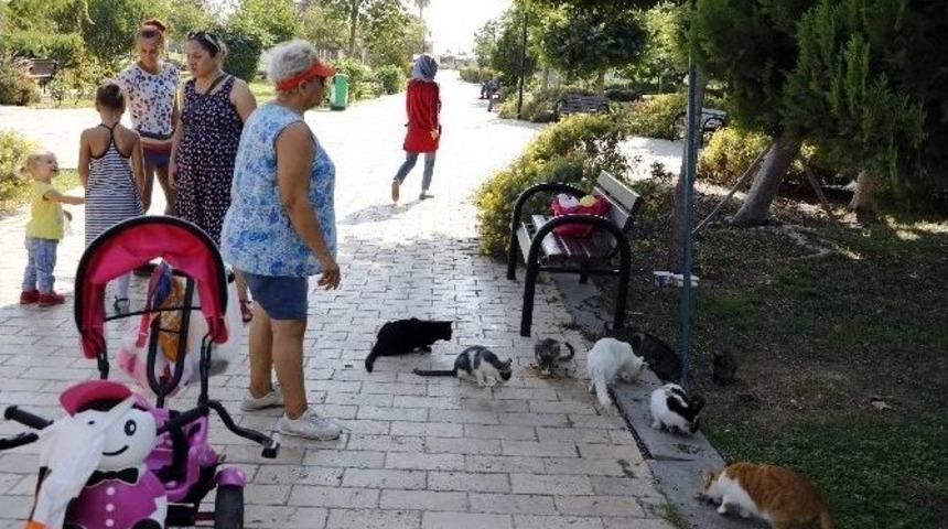 Antalya&rsquo;da Kedi Katliamlarının &Ouml;nlenmesi &Ccedil;alışmaları