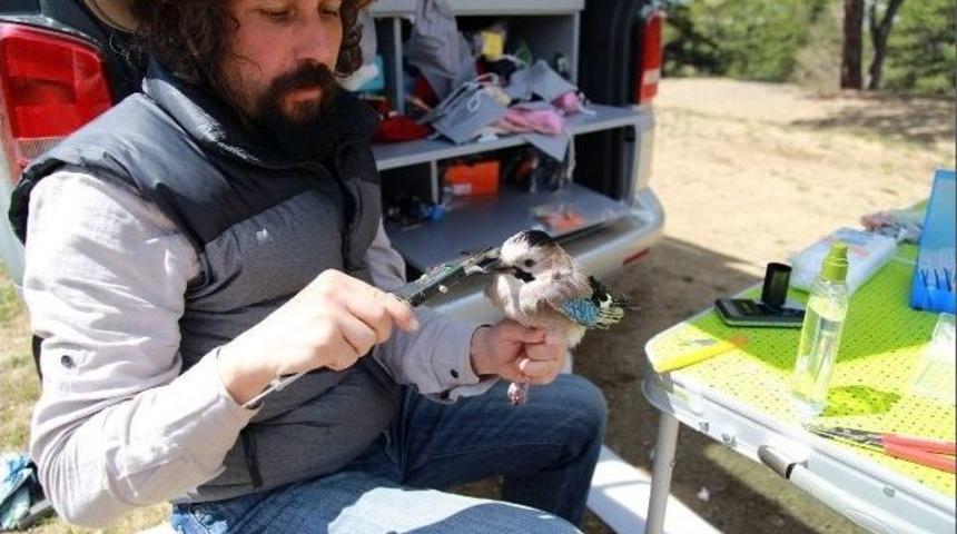 T&uuml;rkiye&rsquo;deki 5 Farklı Kuş T&uuml;r&uuml;nde 54 Yeni Genetik Yapı Tespit Edildi