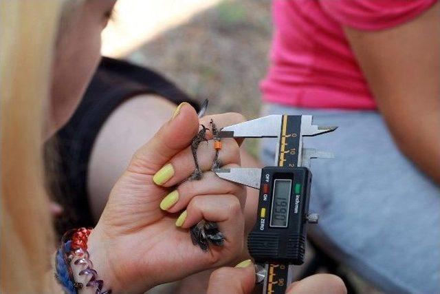 T&uuml;rkiye&rsquo;deki 5 Farklı Kuş T&uuml;r&uuml;nde 54 Yeni Genetik Yapı Tespit Edildi 1