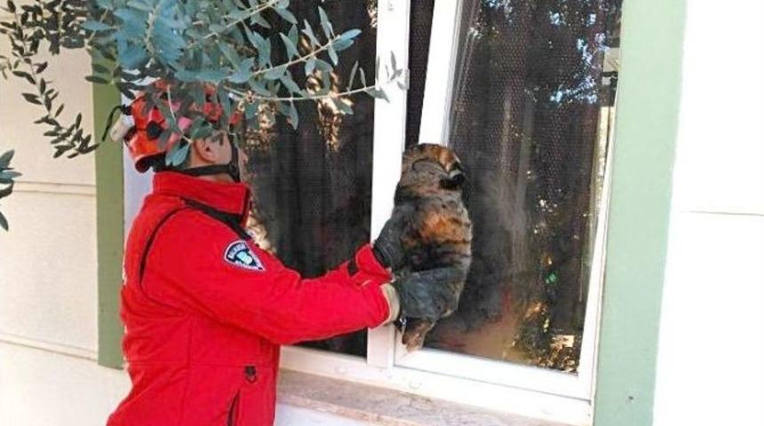 Pencereye Sıkışan Kediyi İtfaiye Kurtardı