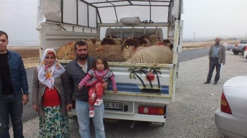 Samsatlı Gen&ccedil; &Ccedil;ift&ccedil;ilere Hayvan Dağıtımı Yapıldı