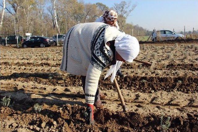 Edirne &lsquo;lavanta&rsquo; Diyarı Olacak 1