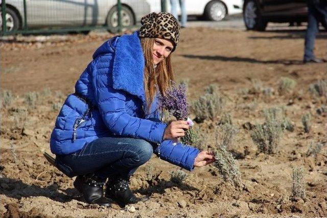 Edirne &lsquo;lavanta&rsquo; Diyarı Olacak 2
