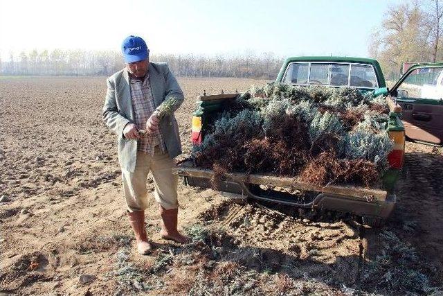 Edirne &lsquo;lavanta&rsquo; Diyarı Olacak 3