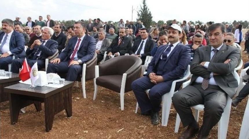 Şanlıurfa&rsquo;da Ulusal Mısır Tarla G&uuml;n&uuml; D&uuml;zenlendi
