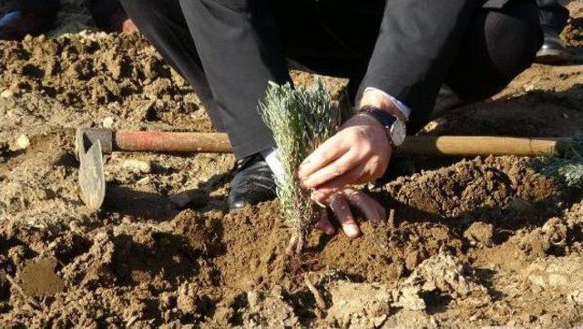 Edirne de 10 Dekarlık Alanda Lavanta Ekimi 1