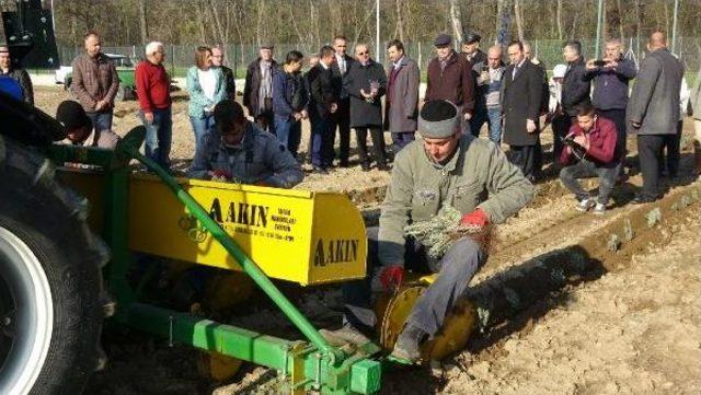Edirne de 10 Dekarlık Alanda Lavanta Ekimi 2