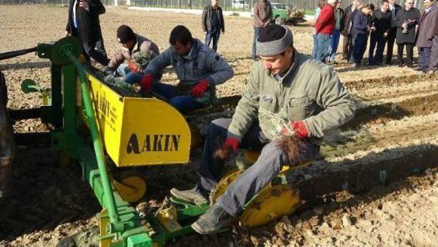 Edirne de 10 Dekarlık Alanda Lavanta Ekimi 3