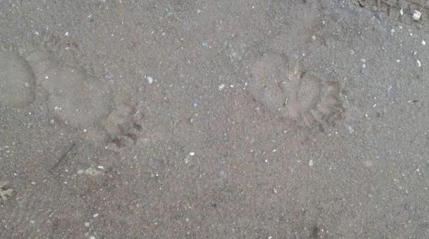 Kazdağı'nda Ayıya Ait Dev Ayak Izi Bulundu