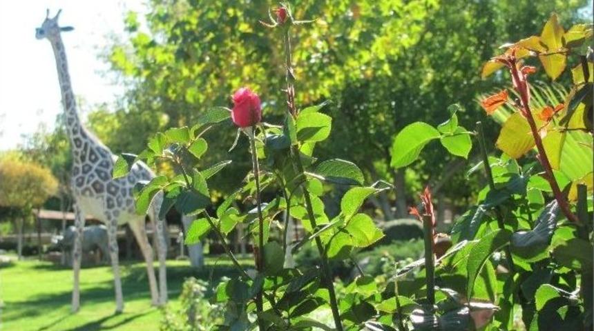 G&uuml;z G&uuml;lleri Kartpostallık G&ouml;r&uuml;nt&uuml;ler Oluşturdu