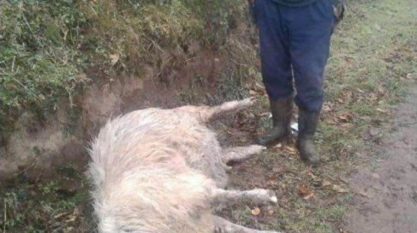 Ordu&rsquo;da A&ccedil; Kurtlar 17 Koyunu Telef Etti