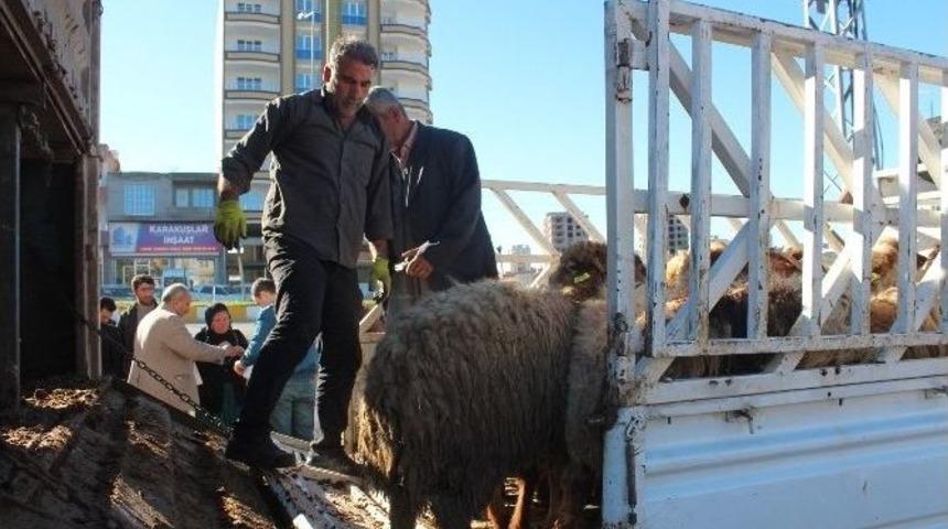 Kahta&rsquo;da Gen&ccedil; &Ccedil;ift&ccedil;ilere 120 Adet Koyun Dağıtıldı