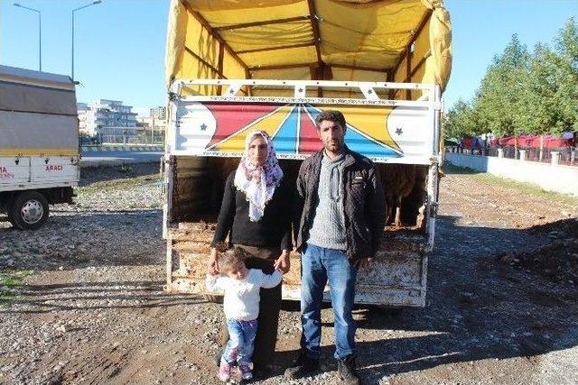 Kahta&rsquo;da Gen&ccedil; &Ccedil;ift&ccedil;ilere 120 Adet Koyun Dağıtıldı 1