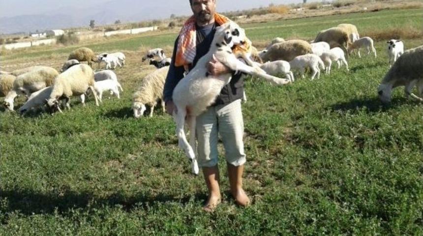 Aydın&rsquo;da &Ccedil;obanlar Sandık Başına Gidiyor