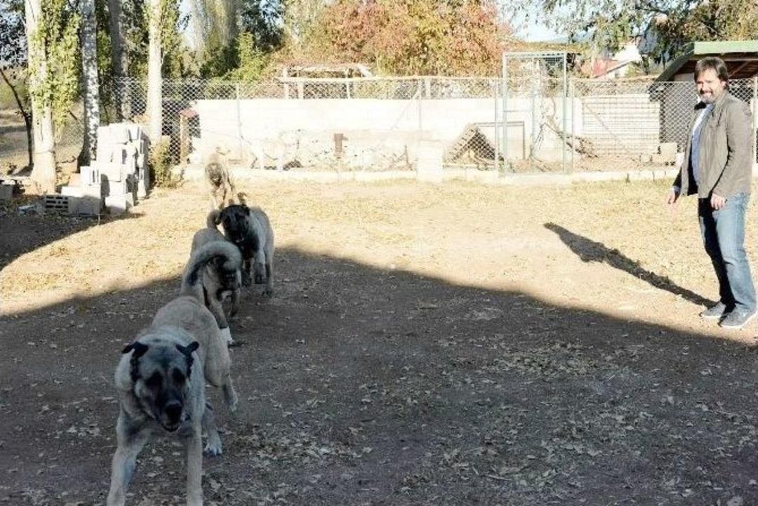 (&ouml;zel Haber) 150 Yıllık Secereli &rsquo;panter Kangal&rsquo; Irkını Uşak&rsquo;ta Yetiştiriyor