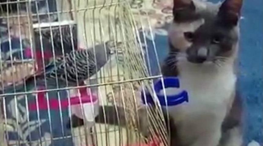 Kuşadası&rsquo;nda Kedi İle Muhabbet Kuşunun İmrendiren Dostluğu