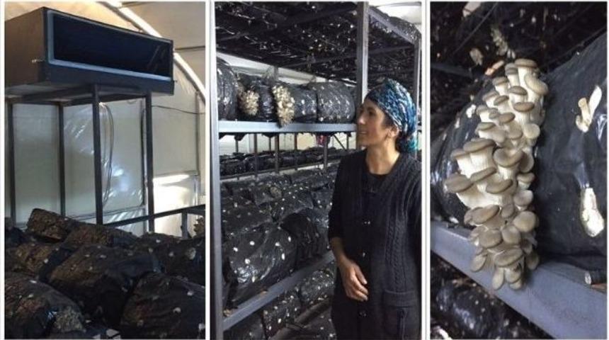 Hibeden Faydalandı İstiridye Mantarı Yetiştiriciliği Tesisi Kurdu