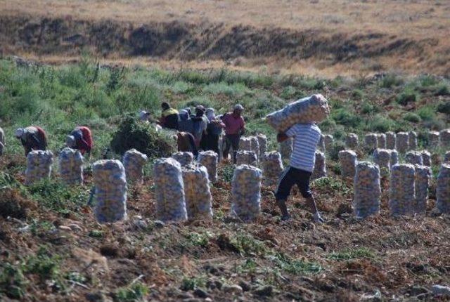 Patatesin Fiyatı Yükseldi