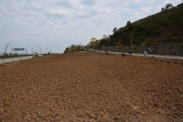 T&uuml;rkiye&rsquo;nin İlk Isırgan Otu Tarlası Giresun&rsquo;un G&ouml;rele İl&ccedil;esinde Oluşturuluyor 1