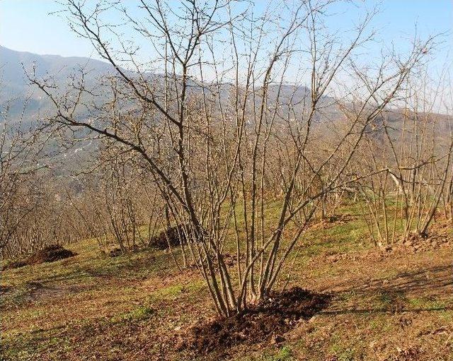 Kimyasal Gübre Yerine ’çiftlik Gübresi’