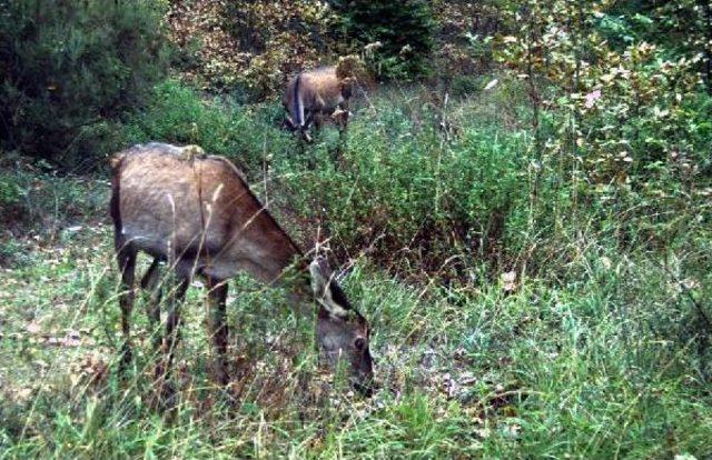 Yedigöller'deki Zengin Yaban Hayatı Fotokapanla Görüntülendi